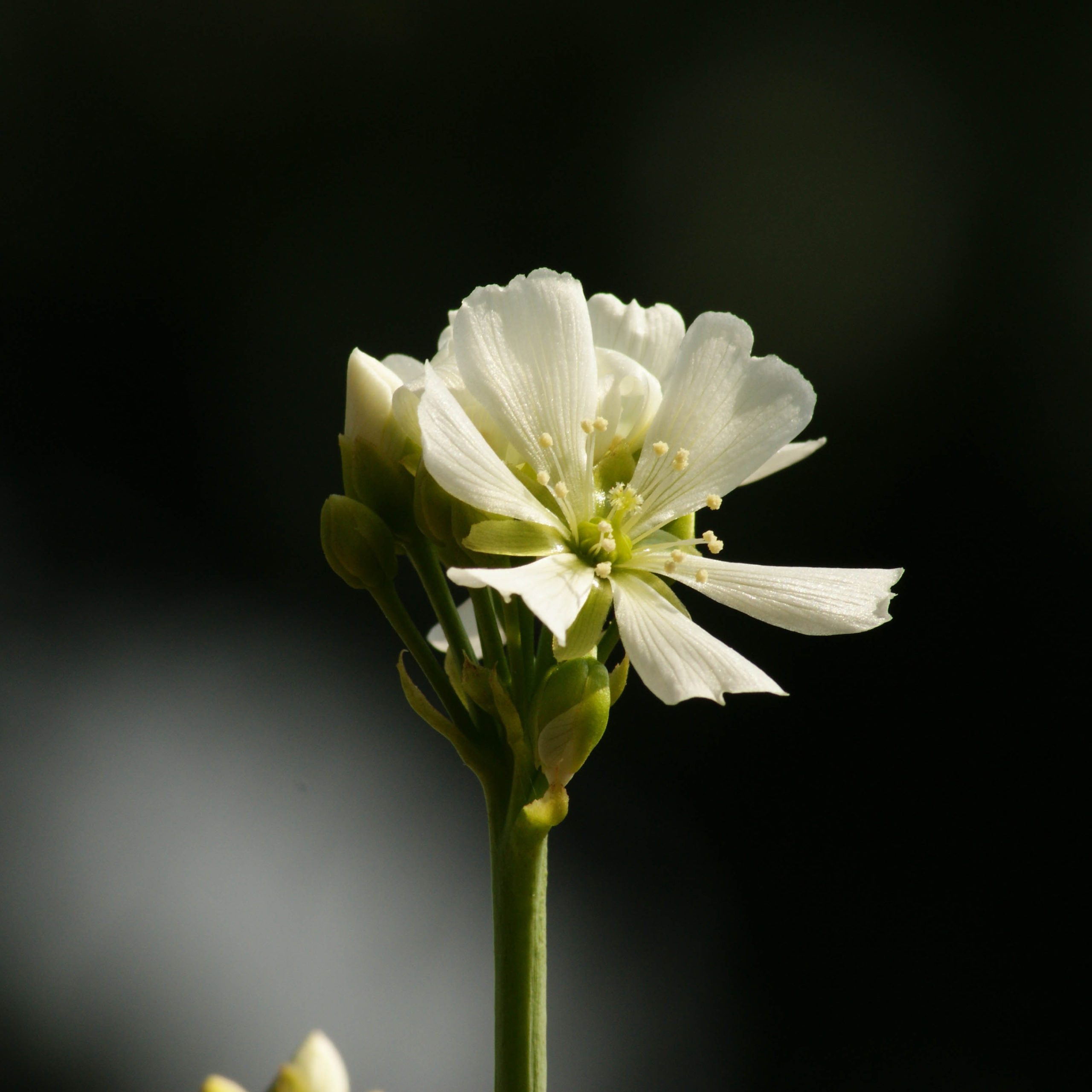 Boutique - Dionaea musicpula