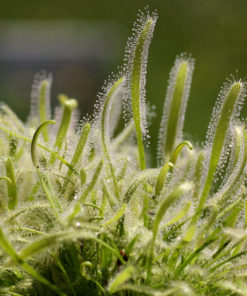 Boutique - Drosera capensis albino