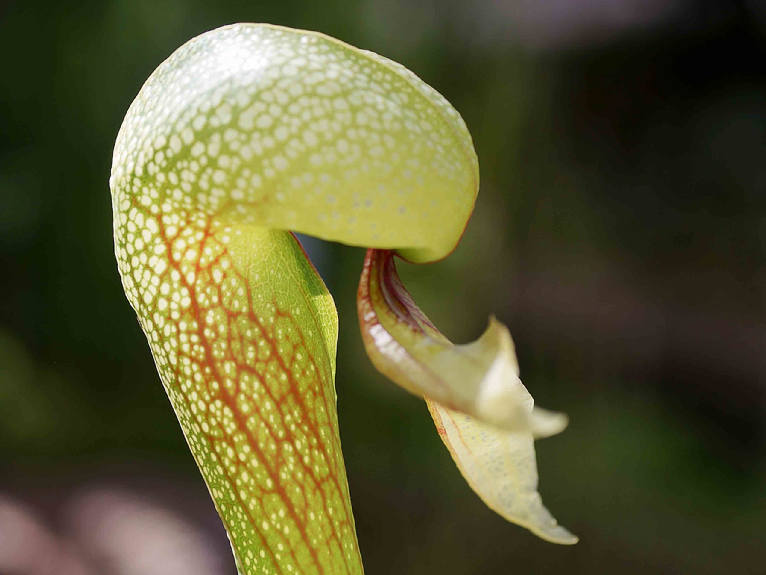 Darlingtonia