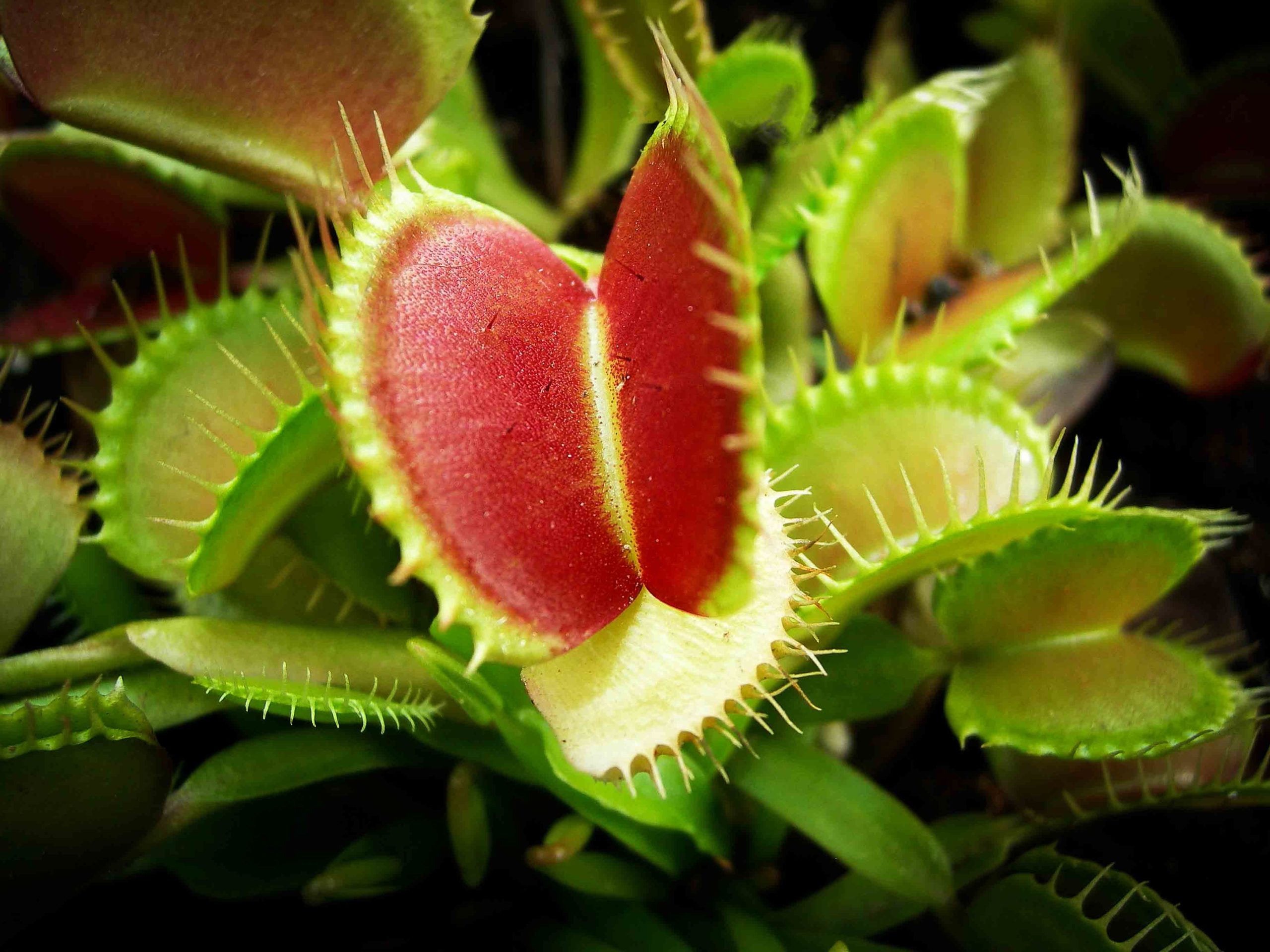 Dionaea