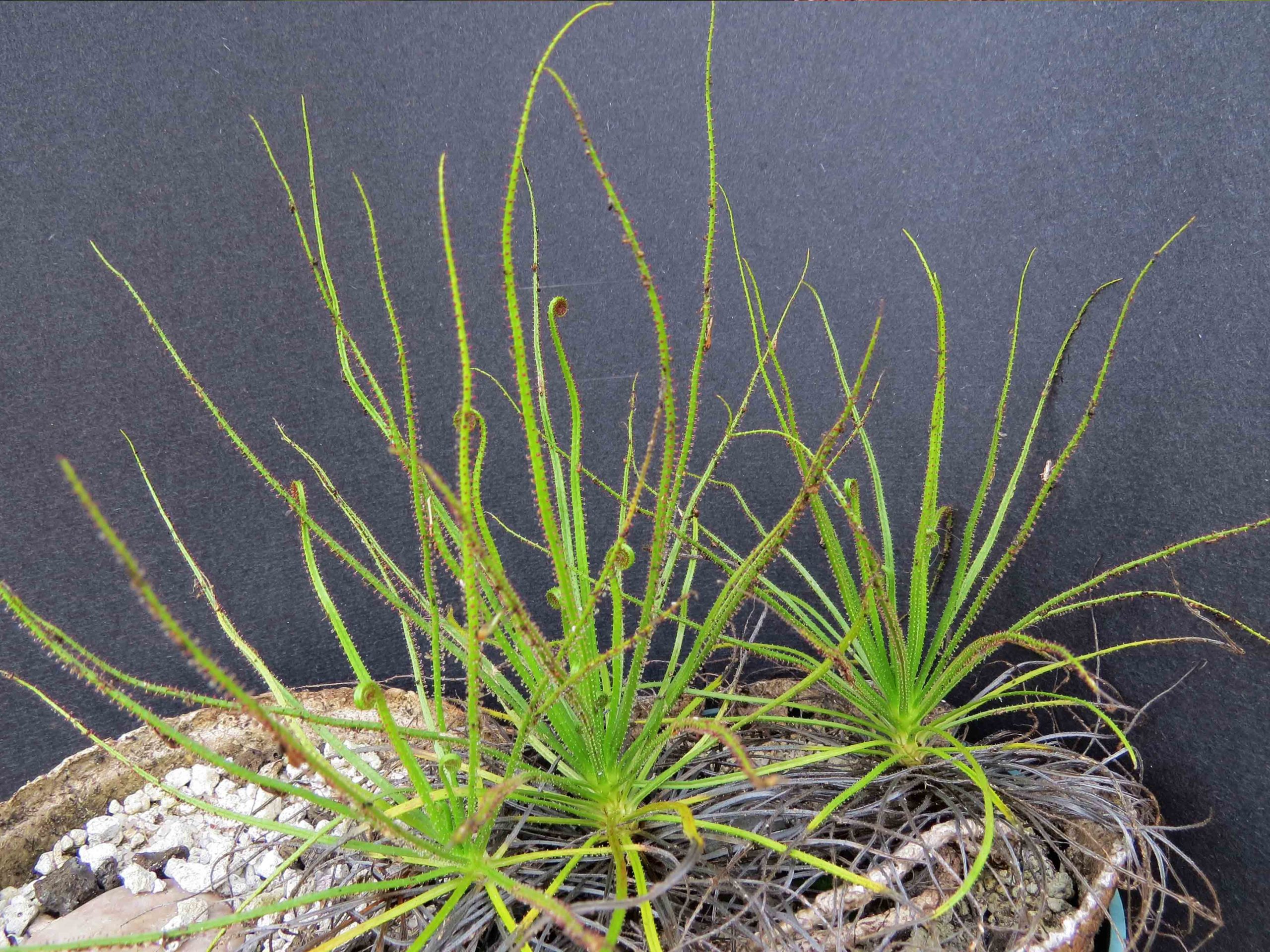 Drosophyllum