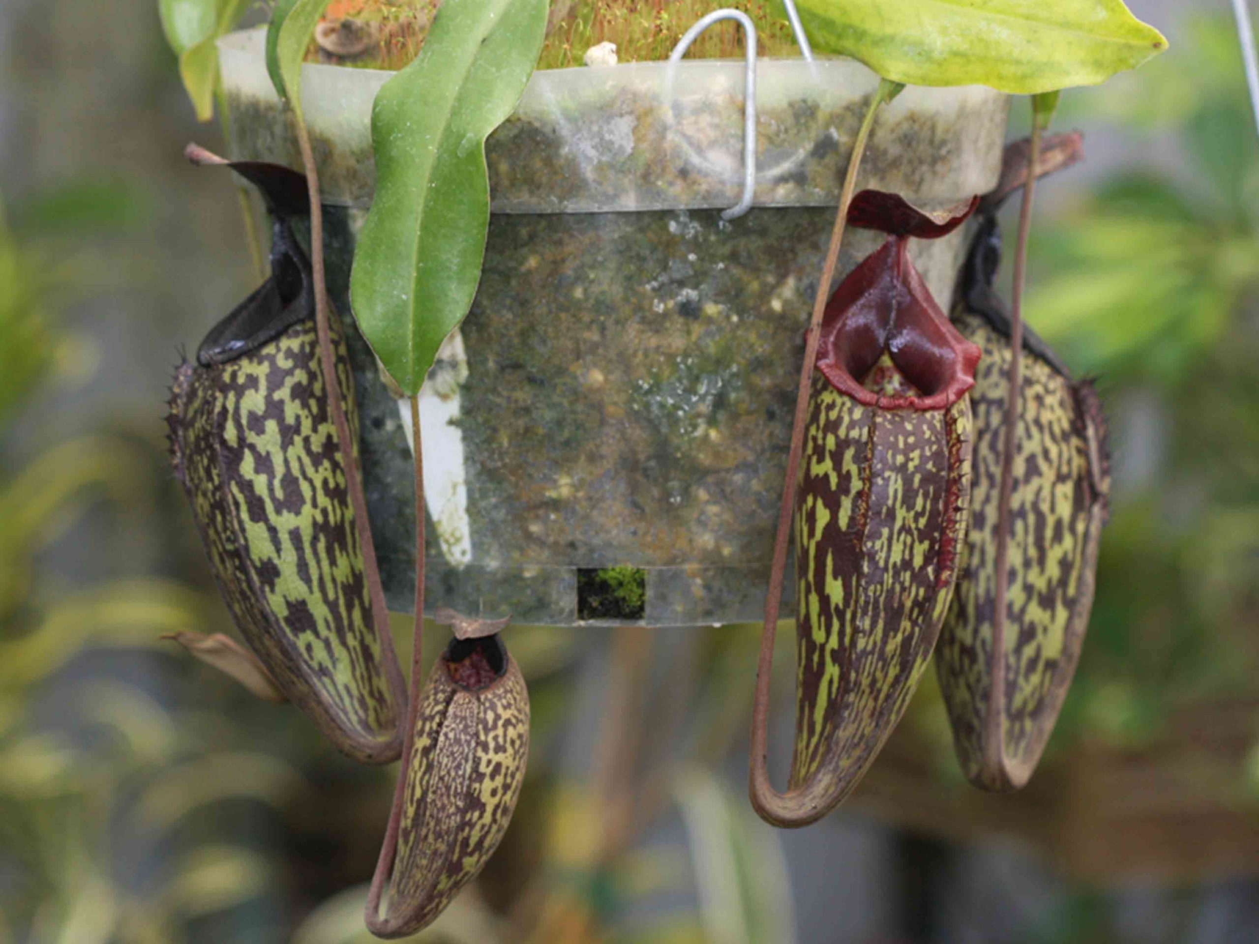 Nepenthes
