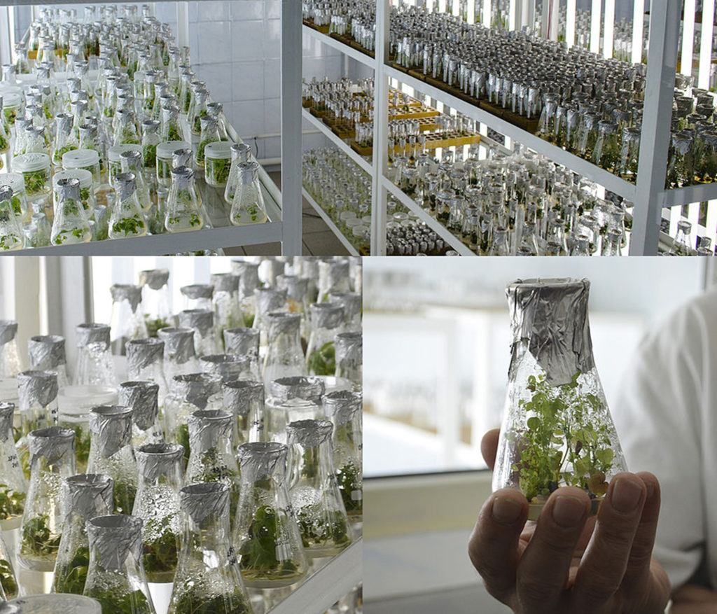 In-vitro