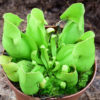Sarracenia purpurea subsp. venosa — vert – Image 2