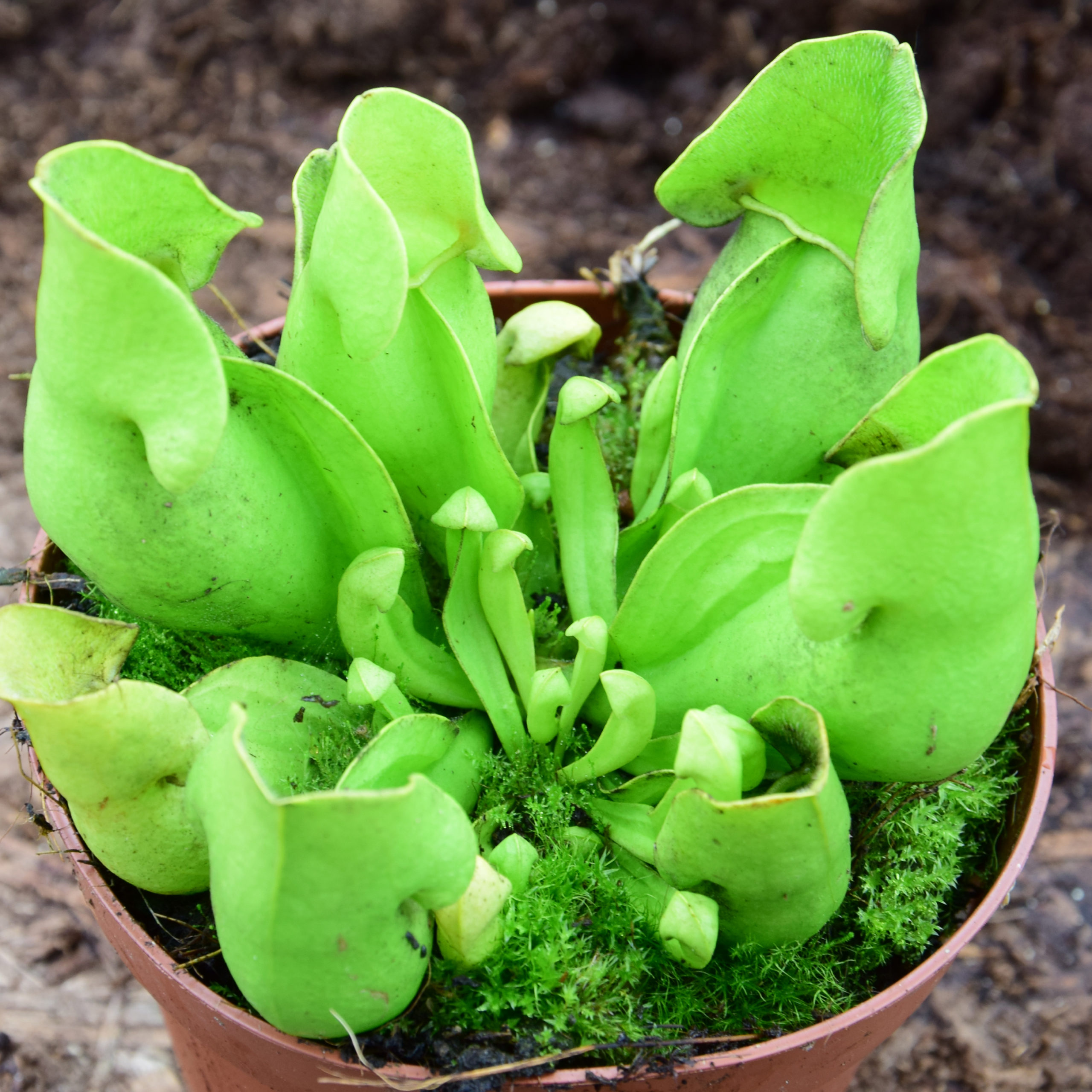 Sarracenia purpurea subsp. venosa — vert – Image 2
