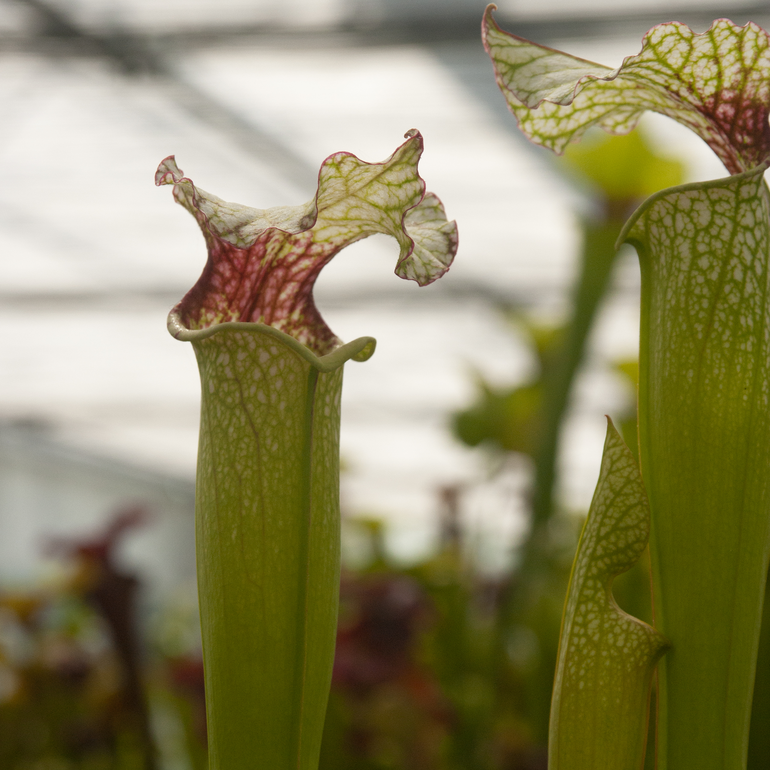 Sarracenia (alata x leucophylla — red & gold) x S. x moorei — « Leah Wilkerson »