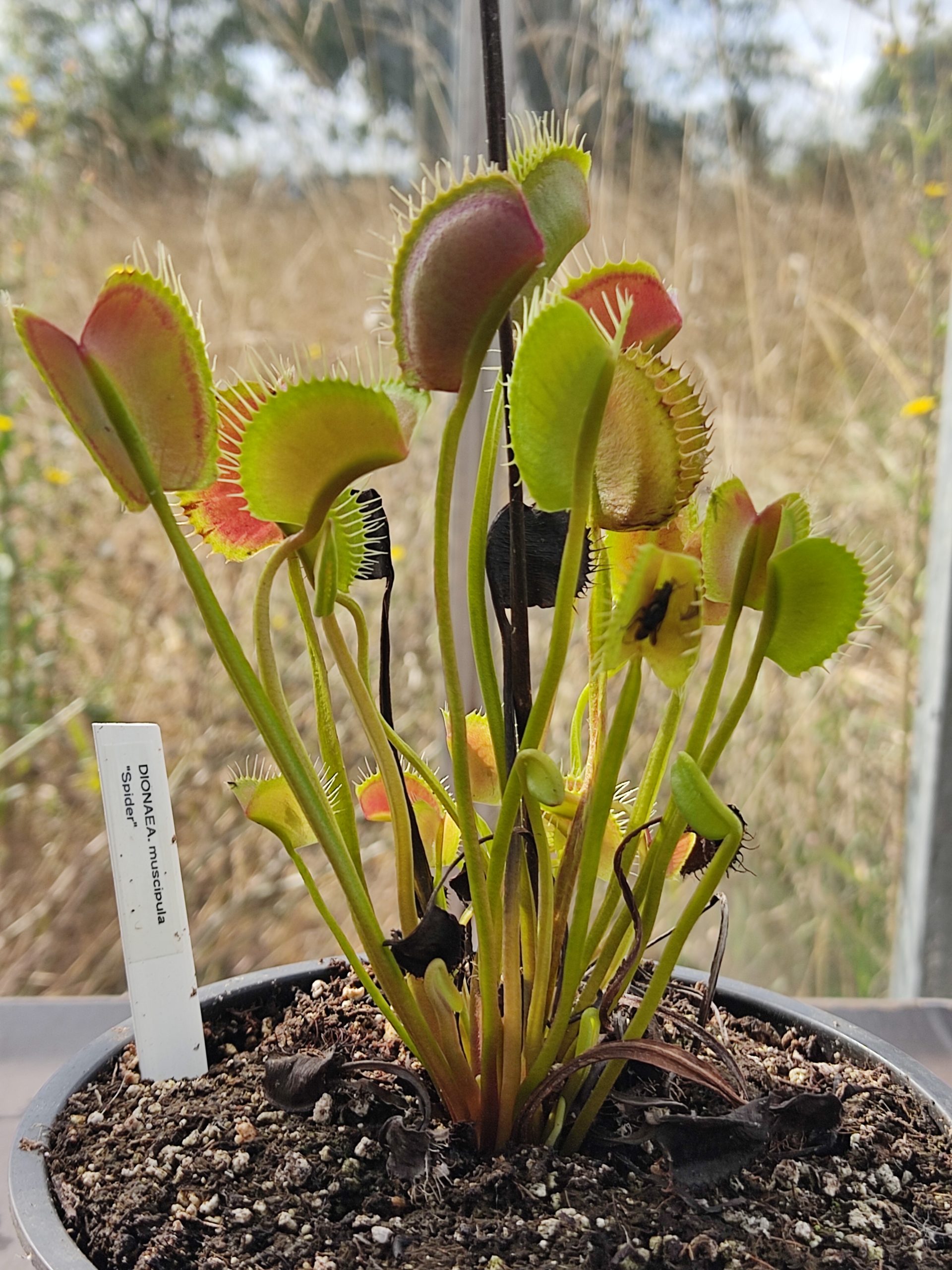 Dionaea muscipula 'Spider'