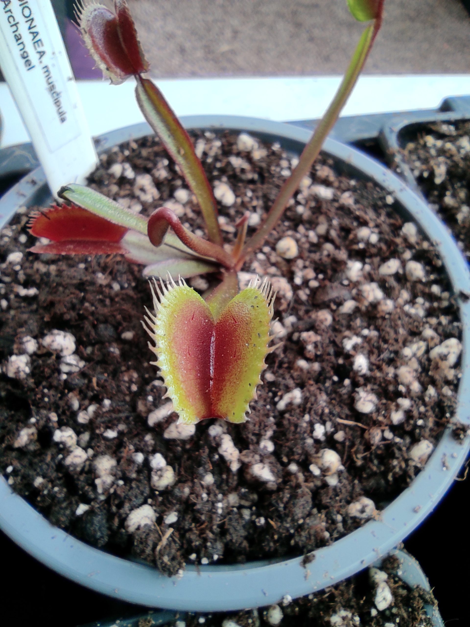 Dionaea muscipula 'Archangel'