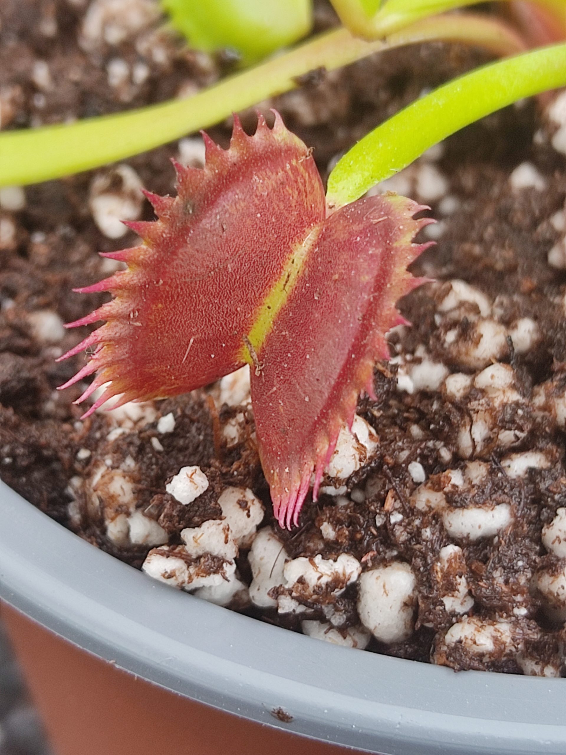 Dionaea muscipula 'Black Beauty'