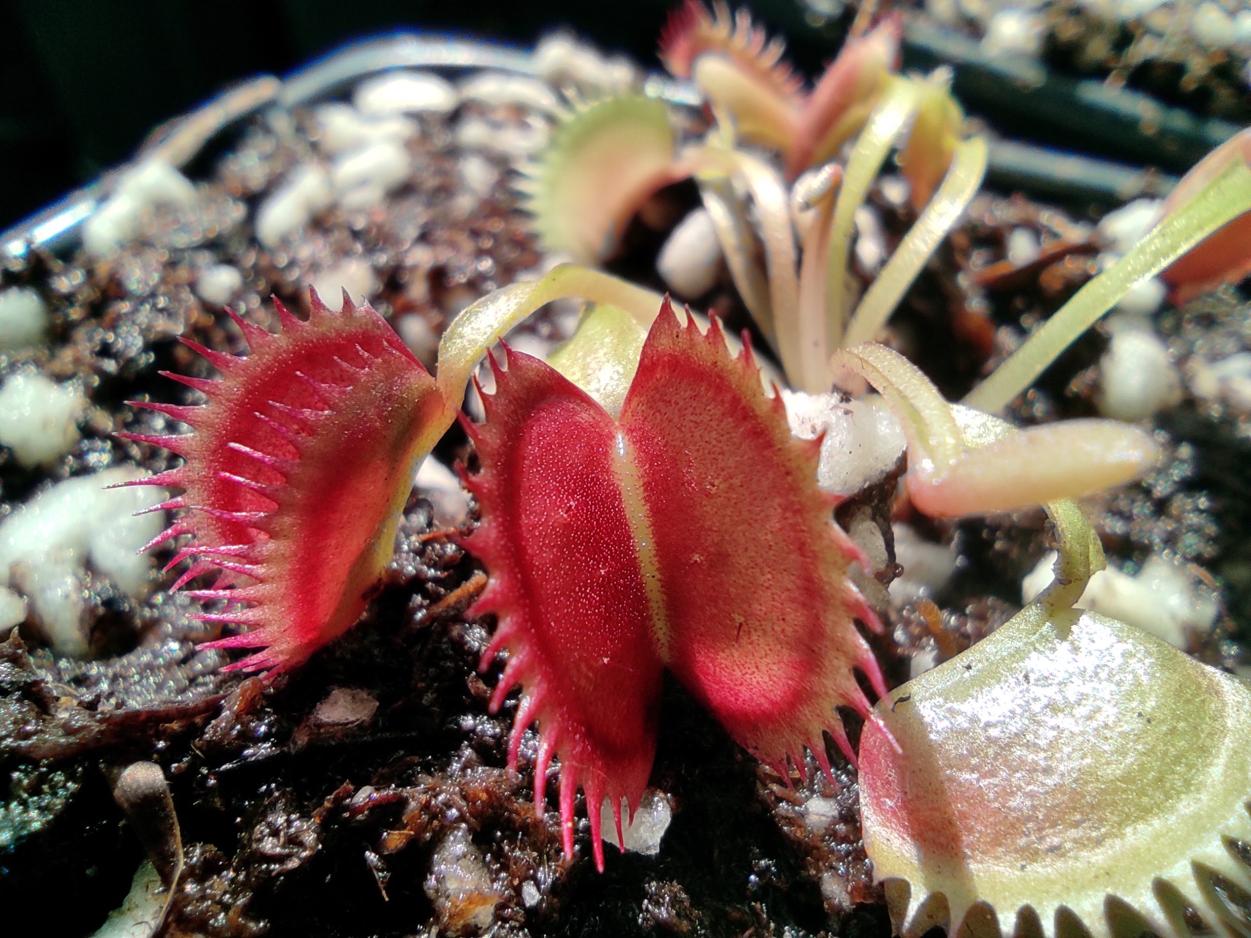 Dionaea muscipula 'Coq Couché'