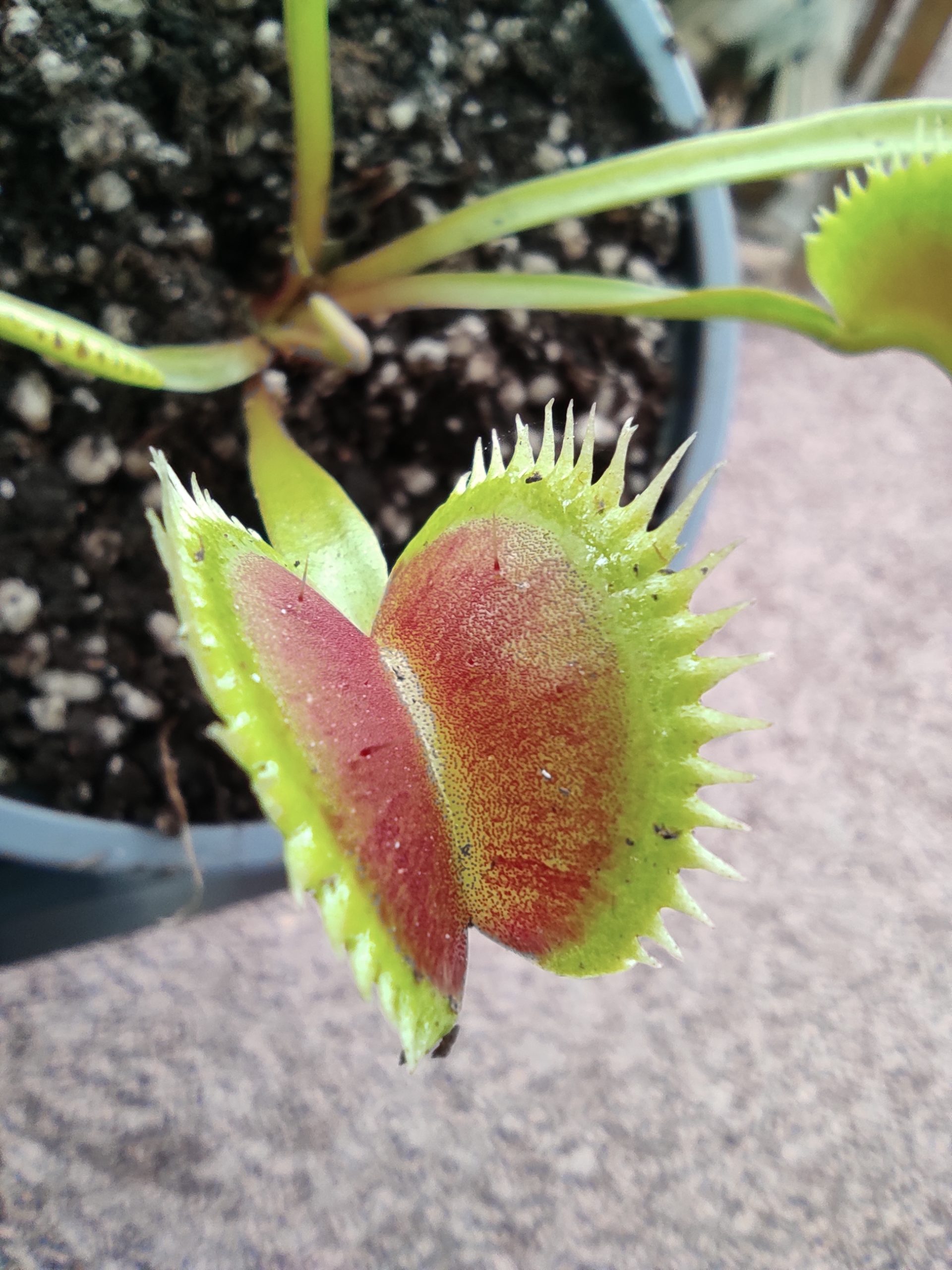 Dionaea muscipula 'Uk Sawtooth 1'