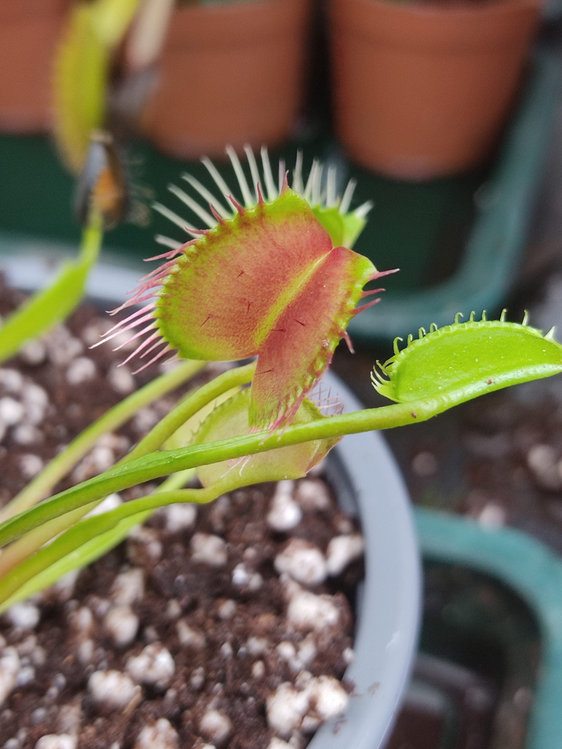 Dionaea muscipula CV 'Kayan'