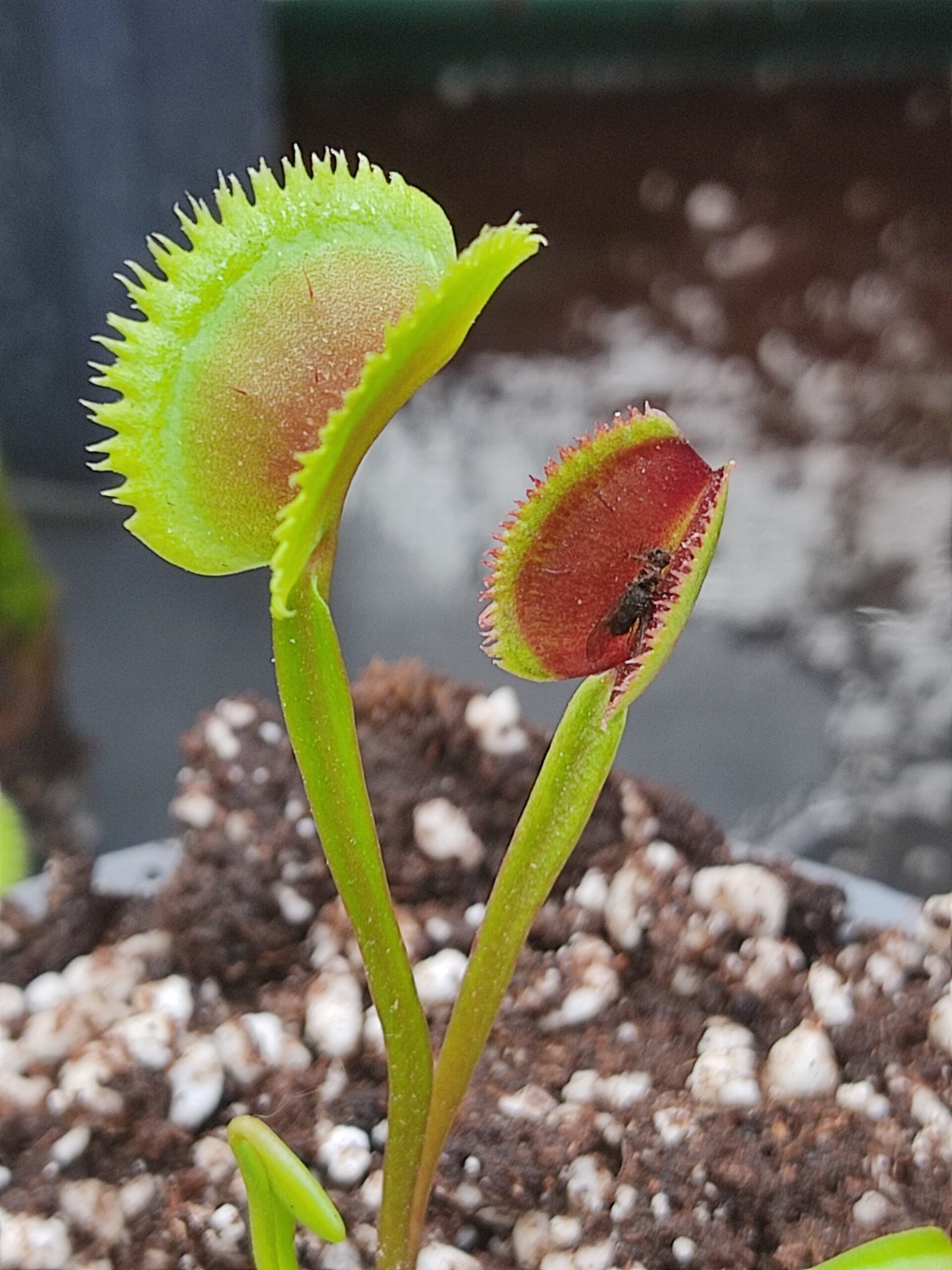 Dionaea muscipula CV 'Sawtooth'