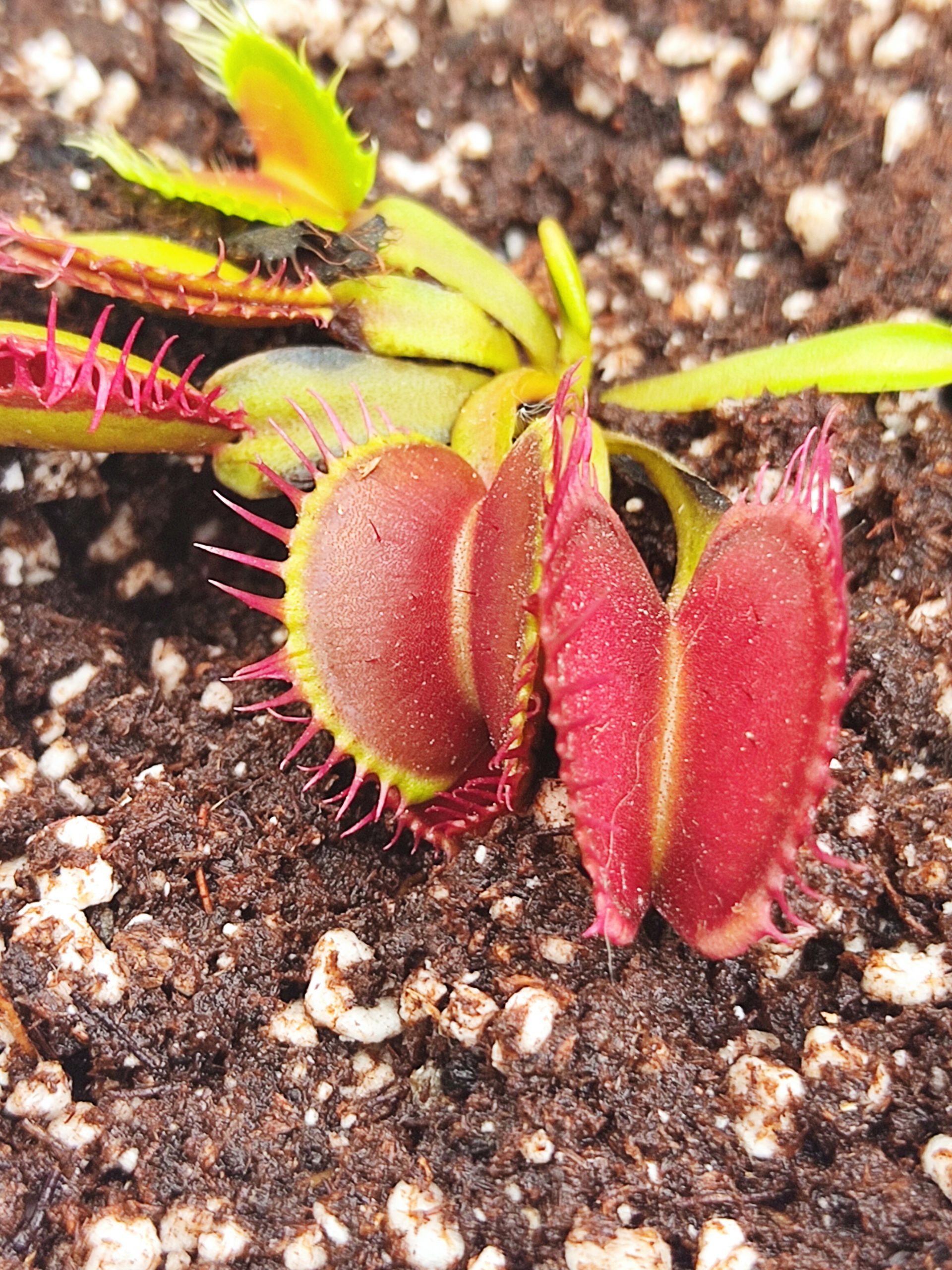 Dionaea muscipula 'Curled'