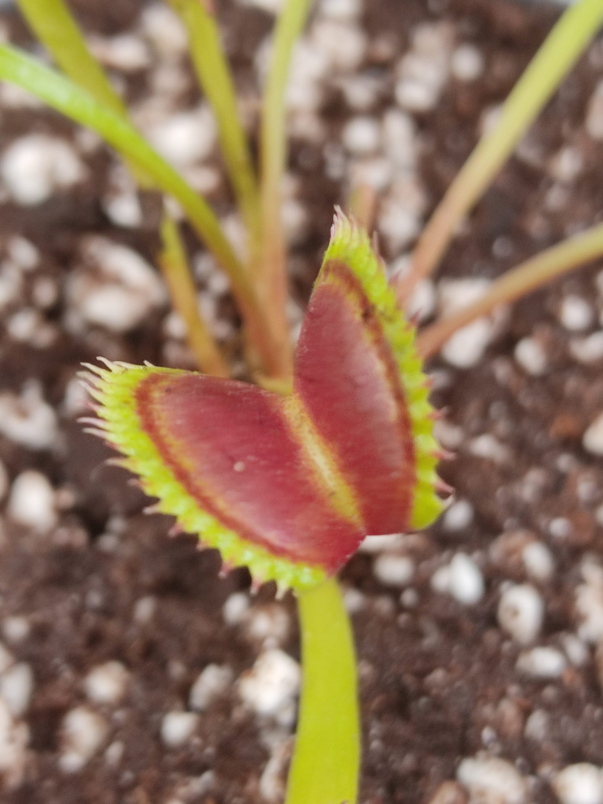 Dionaea muscipula 'DCXL x Up-Giant #9'