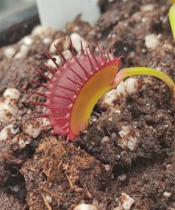 Dionaea muscipula 'Diablo'