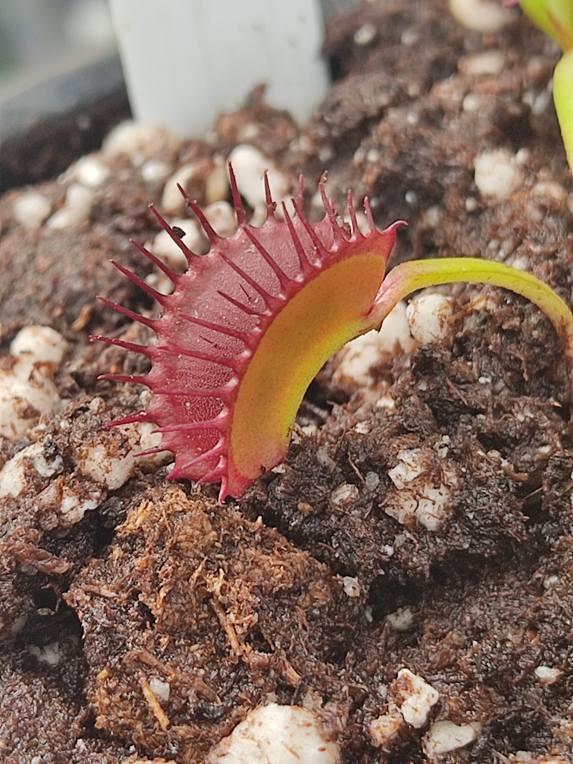 Dionaea muscipula 'Diablo'
