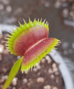 Dionaea muscipula 'Fico D'India'