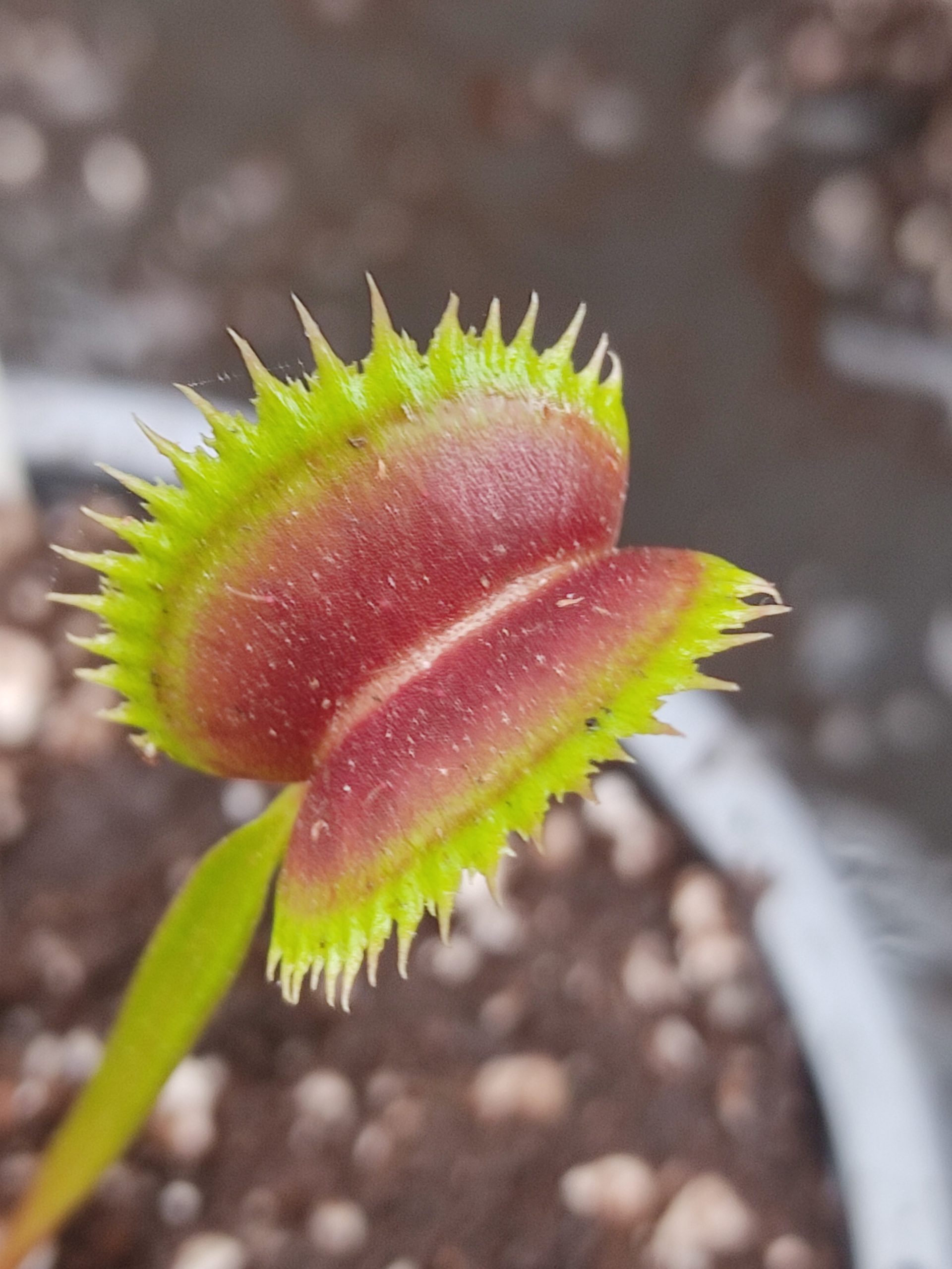Dionaea muscipula 'Fico D'India'