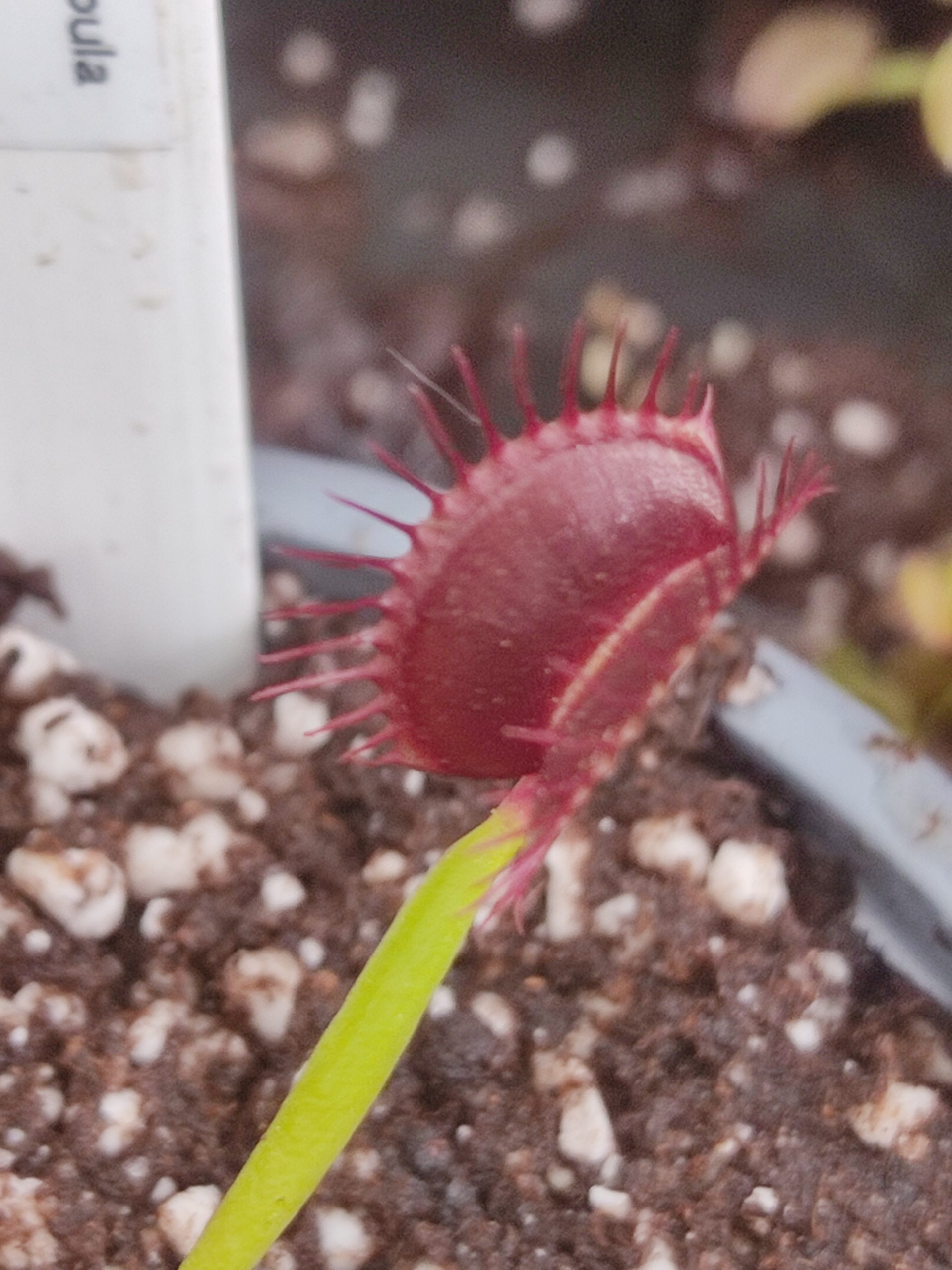 Dionaea muscipula 'G14'