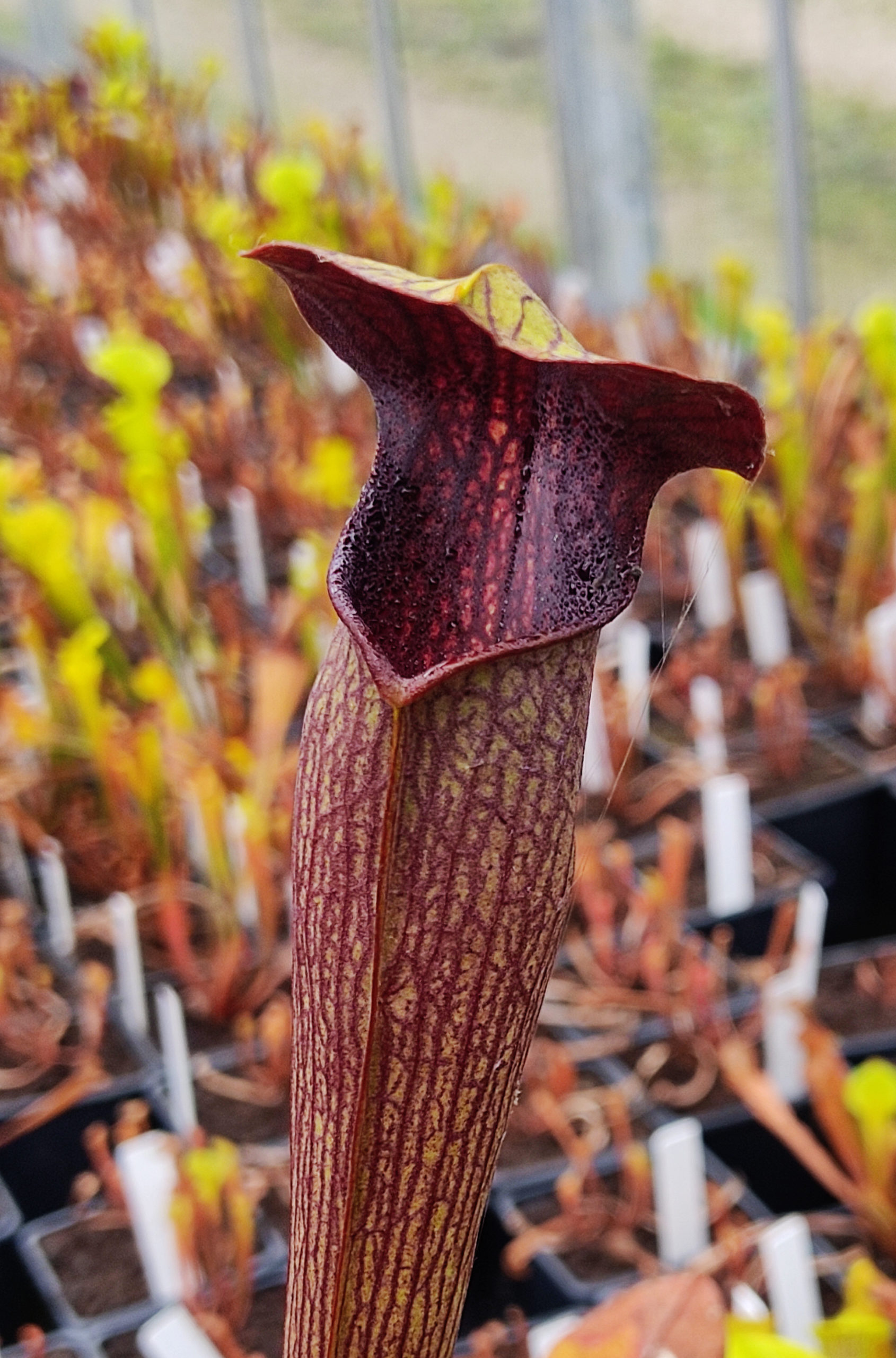 Sarracenia alata var. rubrioperculata — {Perry County, Mississippi, site 1} - MK A63