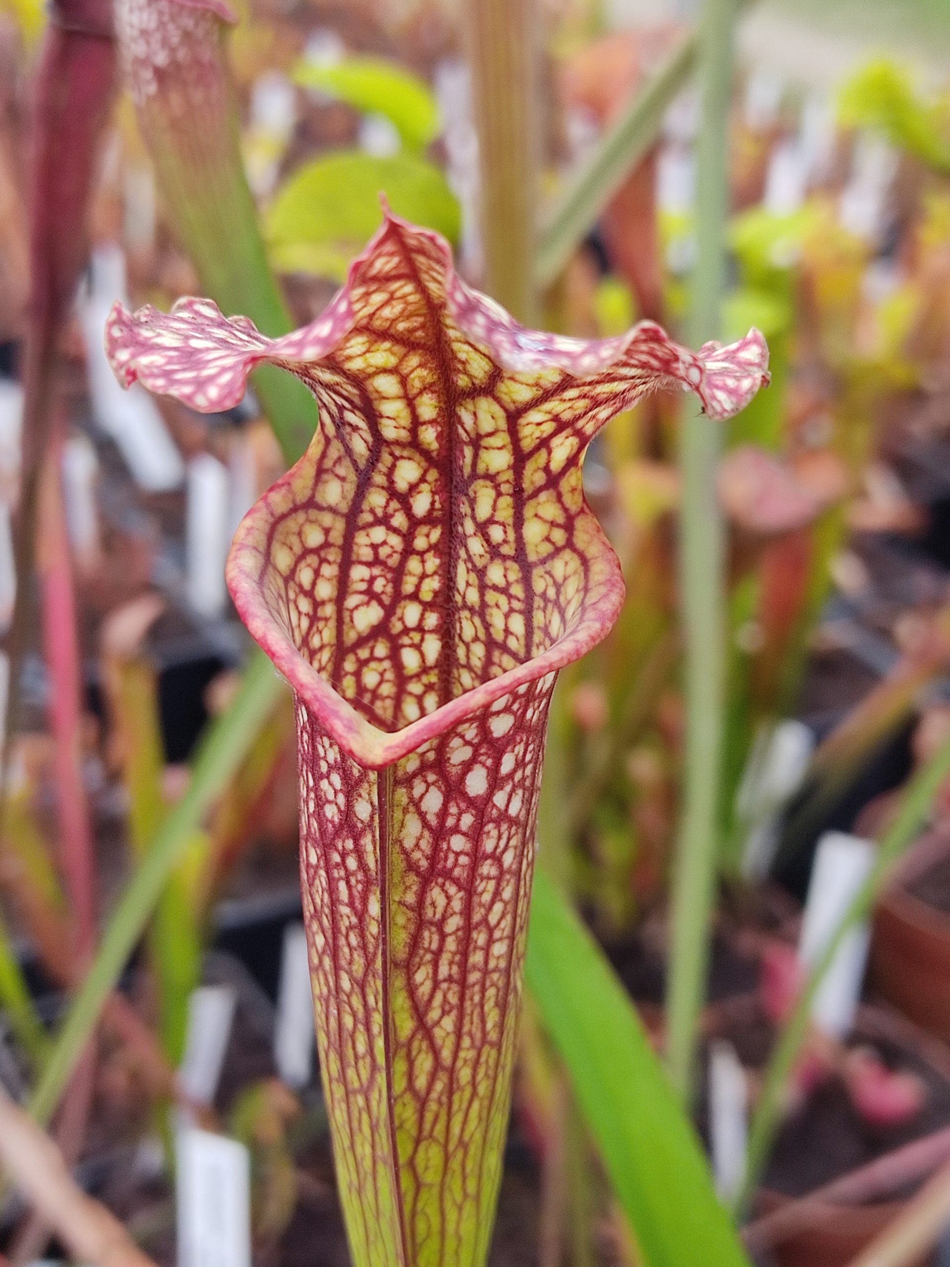 Sarracenia x moorei — Elizabeth - MK H89