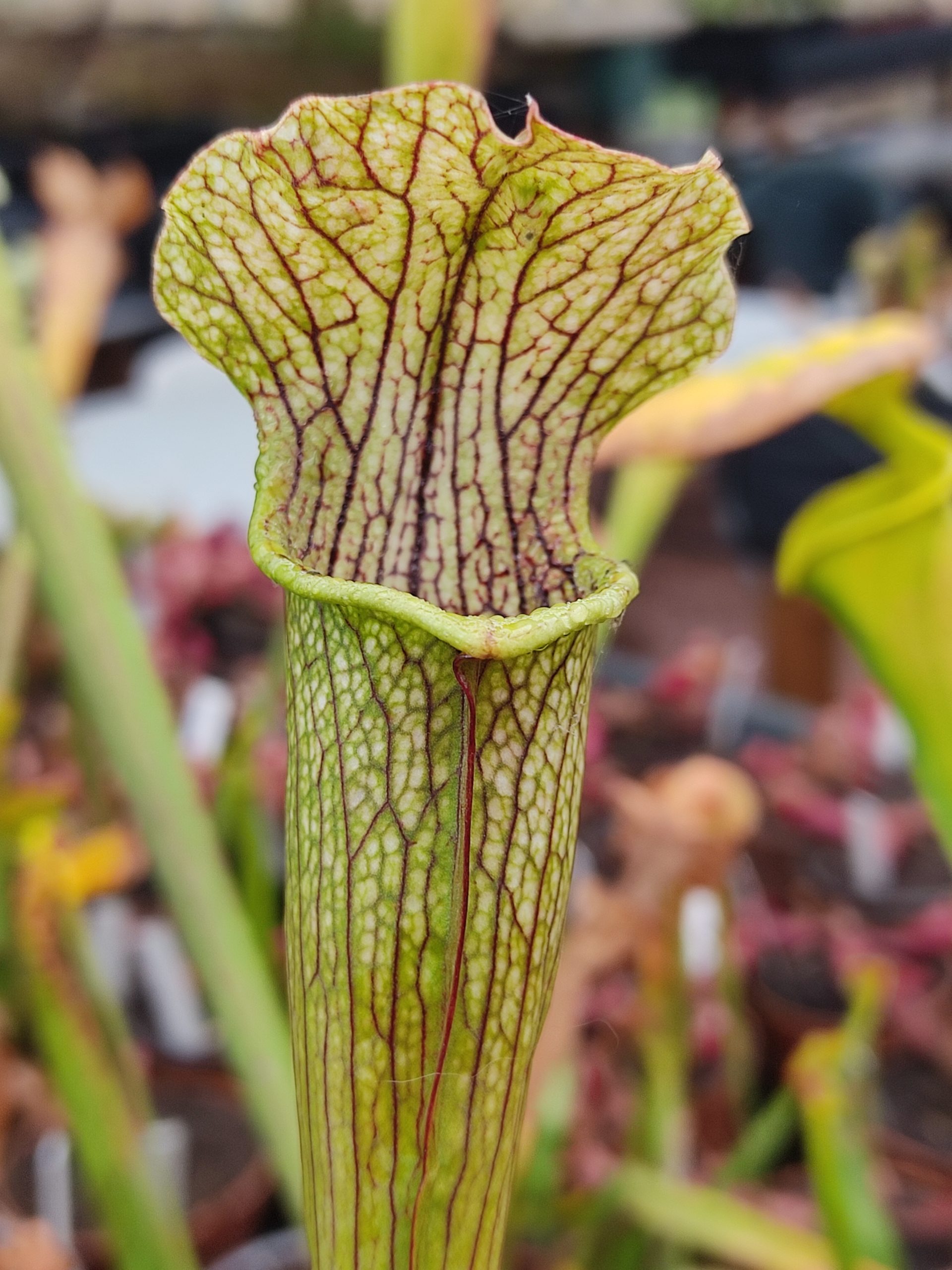Sarracenia 'Pretty n Pink'